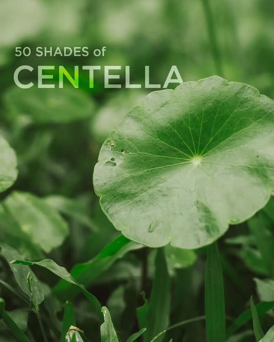 Beneficios de la centella Asiatica