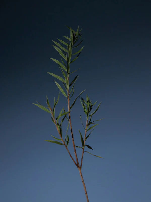 Tea tree Purifying Tonic - Aromatica